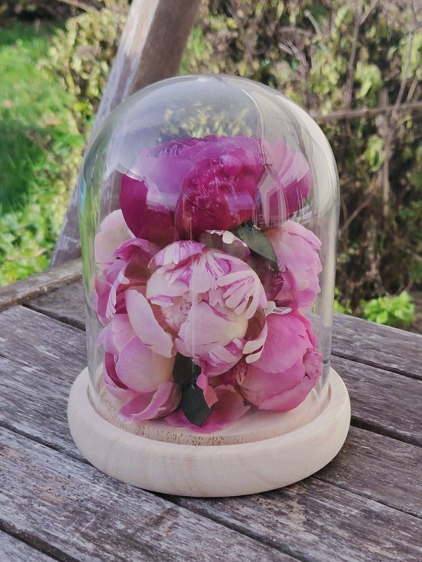 Cloche pivoines éternelle S